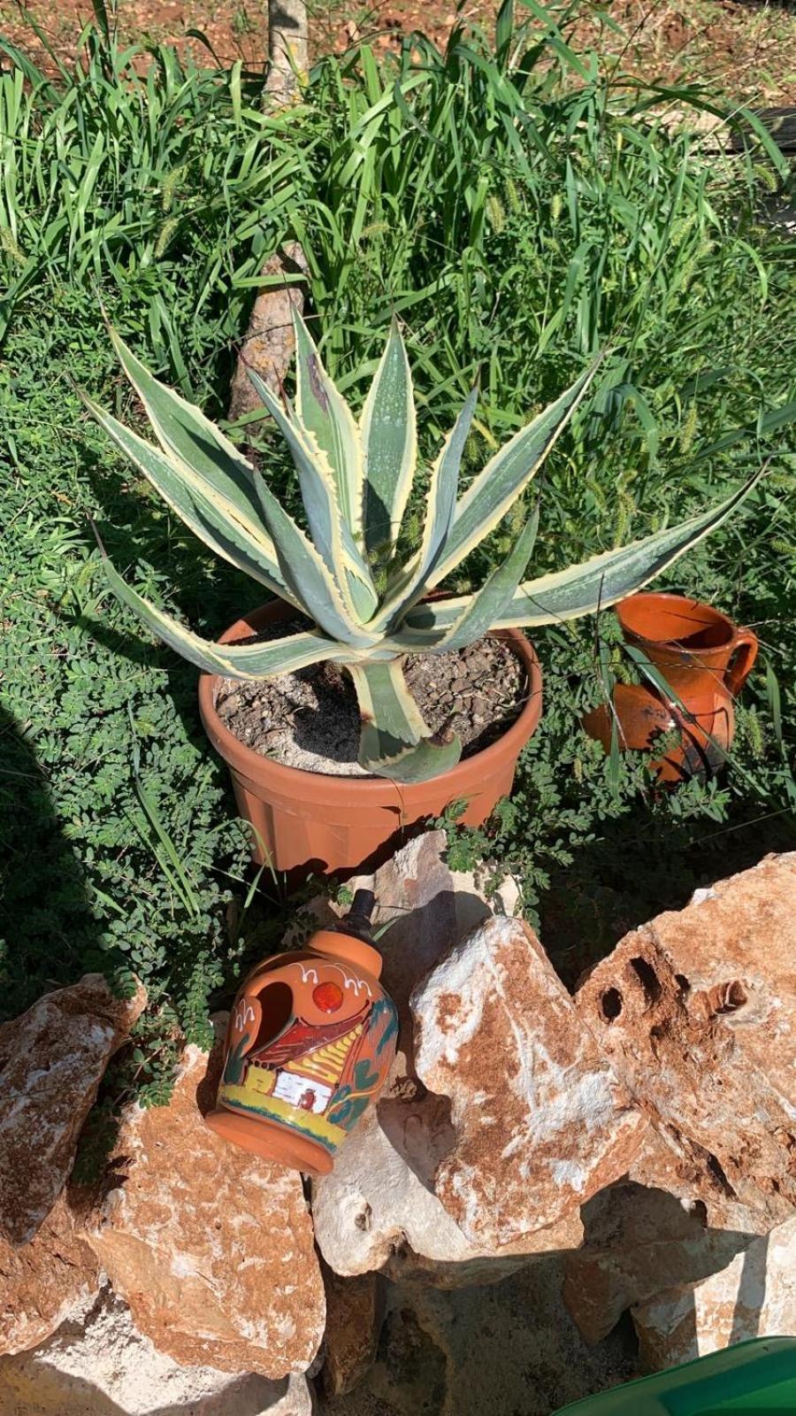 Il Casale Di Brunella Monopoli Kültér fotó